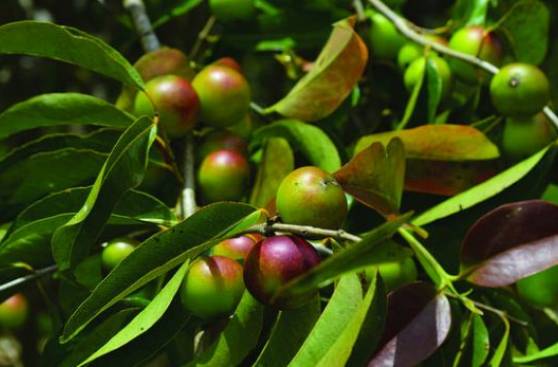 Camu-camu: ¿Qué tan bueno es para tu salud?