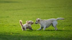 Alquilan perros entre seis y 30 dólares en Japón