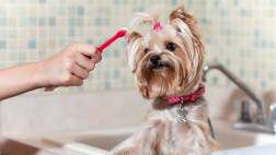 Mantén saludable a tu perro lavándole la boca de forma seguida