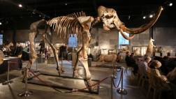 Insertan con éxito genes de mamut en elefante