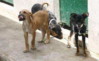 Organizan cruzada por animales afectados por huaicos en Chosica