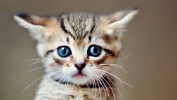 Radar felino: no le cortes los bigotes a tu gato