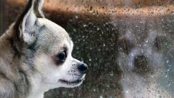 Evita que tu mascota se enferme con la lluvia