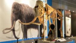 Estudio da nuevas pistas sobre la extinción de los mamuts