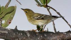 Este pequeño pájaro de 12 gramos cruza el Atlántico sin escalas