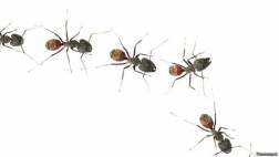 La sorprendente capacidad de las hormigas ante la gravedad