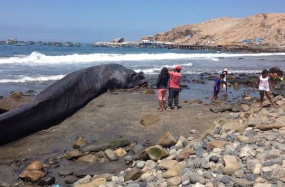 Arequipa: ballena de 18 metros varó en playa La Planchada
