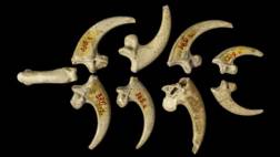 Los neandertales crearon las primeras joyas hace 130 mil años