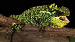 Hallan tres nuevas especies de lagarto en Perú y Ecuador