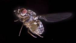 Este insecto escoge lo que come según su cantidad de calorías