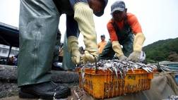 Produce acuerda suspender la pesca de anchoveta por cinco días