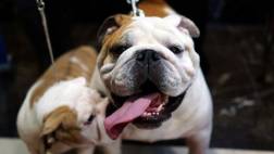Logran reunir 80 mil firmas para castigar el maltrato animal