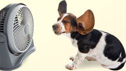 ¡Cuidado con el calor! mantén a tu perro fresco