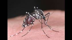 La primera vacuna contra el Dengue estaría disponible en 2016