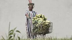 El largo camino del cocal a la capital