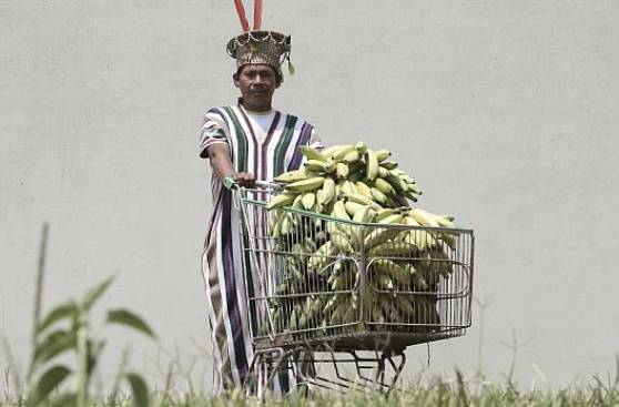 El largo camino del cocal a la capital