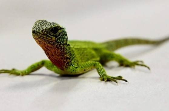Descubren tres mini "dragones" en Ecuador