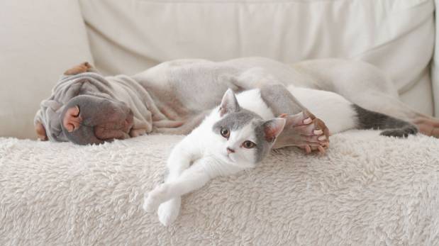 Sigue estos tips si vas a dejar a tu mascota sola en casa