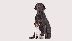 ¿Por qué los perros pequeños viven más?