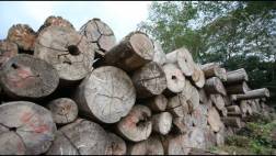 Construirán el edificio más alto del mundo hecho de madera