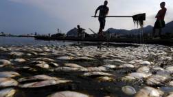 Brasil: Retiran 32 toneladas de peces muertos de sede olímpica