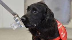 Perros pueden detectar cáncer de próstata en orina humana