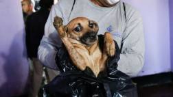 Indefensión animal, reforma en discusión (INFORME)