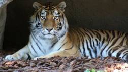 Zoológico de EE.UU. transformará excremento animal en energía