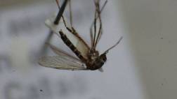 Denuncian uso de fondos contra el dengue en bonos salariales