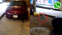 WhatsApp: ratas aterrorizan a peatones en La Molina (VIDEO)