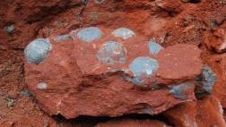 China: Hallan 43 huevos fosilizados de dinosaurio