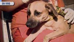 Perros rescatados en La Victoria fueron dados de alta