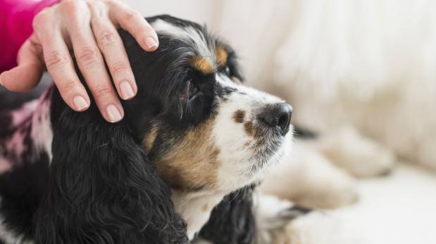 Aprende a cuidar a tu mascota cuando envejece