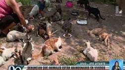 Piden ayuda para 50 gatos abandonados en parque de Ate