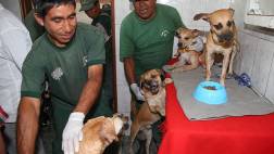 Siete perros rescatados en La Victoria ya tienen nuevo dueño