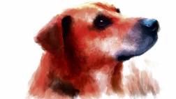 Batalla por una “justicia animal”, por Gabriela Ramírez Parco
