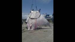 Mantarraya gigante en Tumbes: ¿Qué se sabe de esta especie?