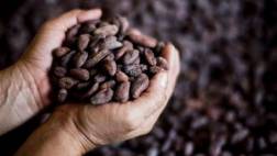 Exportación de café sumó US$323 millones de enero a agosto