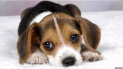 Por qué cuesta tanto resistirse a los ojos de un cachorro