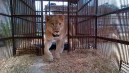 Leones rescatados de circos del país serán llevados a EE.UU.