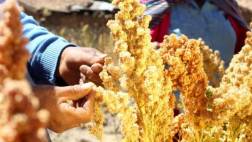 Envíos de quinua peruana sumarán US$200 mlls. al cierre del año