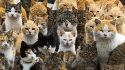 Ciertos sonidos pueden causar convulsiones en gatos ancianos