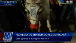 Trabajadores de Pucalá maltratan burro durante protesta