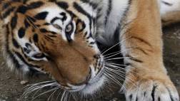 Calentamiento global amenaza una de cada seis especies animales