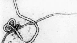 Sobrevivientes de ébola pueden transmitirlo por vía sexual