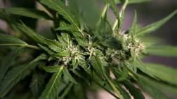 Puerto Rico legaliza marihuana para uso medicinal