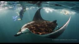 Piden prohibir la pesca y comercialización de mantarrayas