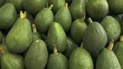 Fenómeno de El Niño haría caer un 10% la producción de palta