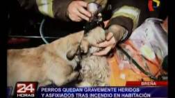 Breña: perros sufren asfixia y graves quemaduras en incendio