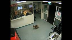Facebook: koala se da un paseo por hospital australiano